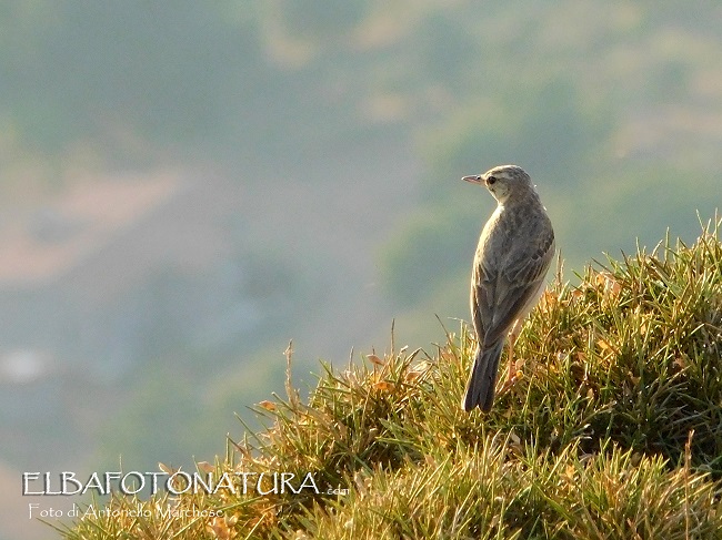 Calandro  (Anthus campestris) ?  S!